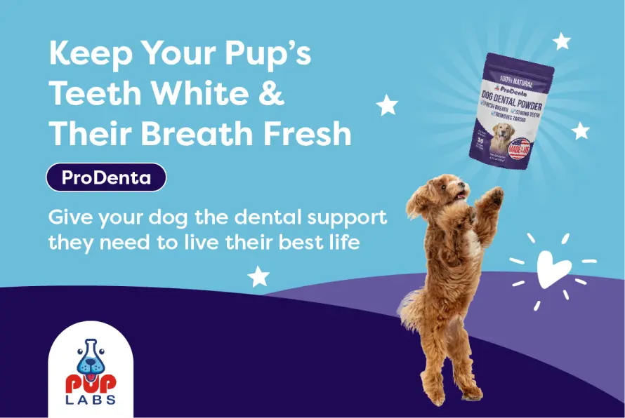 AMC Pup Labs ProDenta Dog Dental Powder 1 Pack